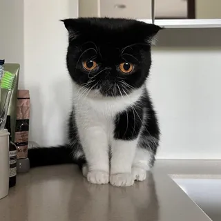 Photo of Persian kitten For Adoption