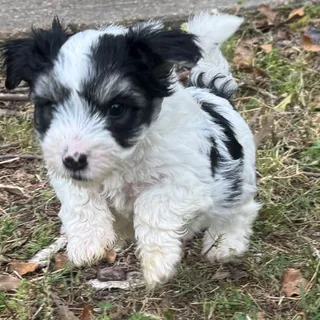 Photo of Snorky pup