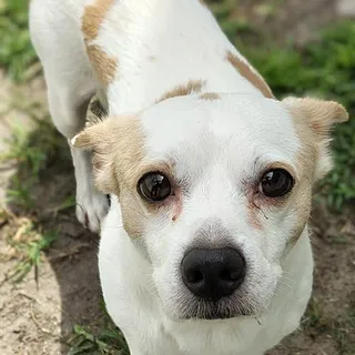 Photo of Adult Male Chihuahua
