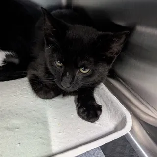 Photo of Baby Female Domestic Short Hair