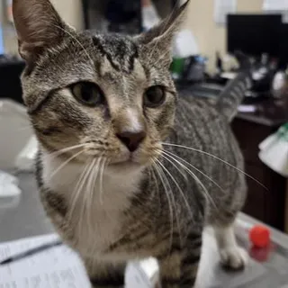 Photo of Young Male Domestic Short Hair