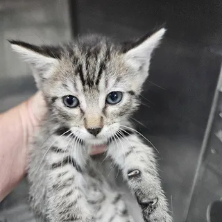 Photo of Adult Female Domestic Short Hair