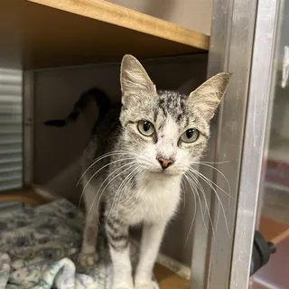 Photo of Young Female Domestic Short Hair