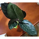 Listing Photo Thumb #5