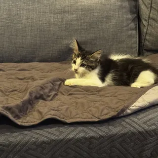 Photo of Baby Male Domestic Short Hair
