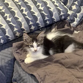 Photo of Baby Male Domestic Short Hair