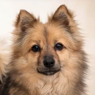 Photo of Adult Female Pomeranian