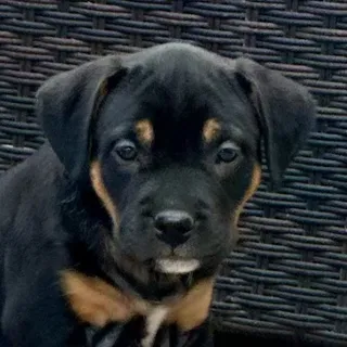 Photo of Baby Female Rottweiler