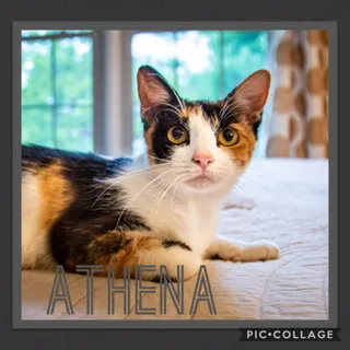 Photo of Adult Female Torbie