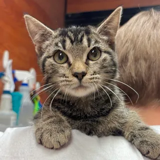 Photo of Baby Female Domestic Short Hair