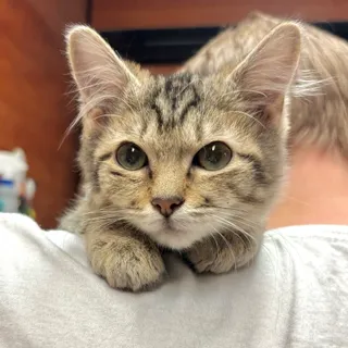 Photo of Baby Male Manx