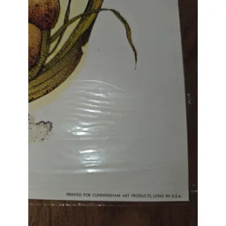 Photo of NOS 1976 Donald Art Co Print Yellow Trout Lilly And Mushrooms 10"X 7"