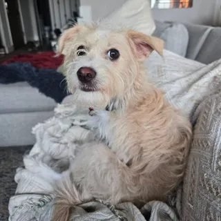 Photo of Young Male Toy Fox Terrier
