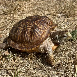 Photo of Adult Female Box Turtle