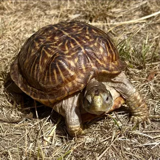 Photo of Adult Female Box Turtle