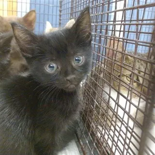 Photo of Baby Male Domestic Short Hair