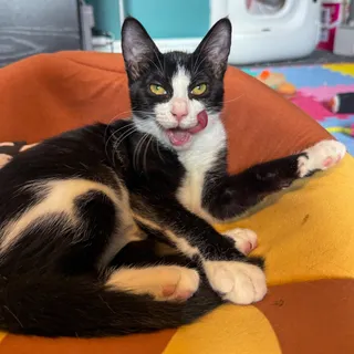 Photo of Baby Female Domestic Short Hair