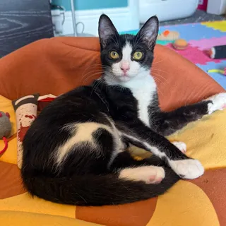 Photo of Baby Female Domestic Short Hair