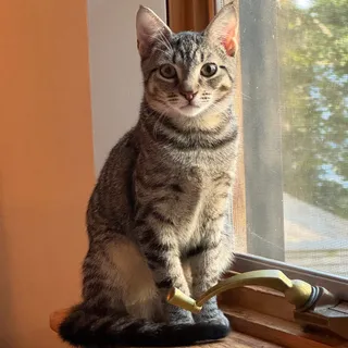 Photo of Baby Female Domestic Short Hair
