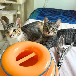 Photo of Baby Female Domestic Short Hair