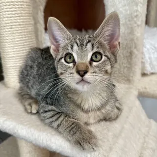 Photo of Baby Male Domestic Short Hair