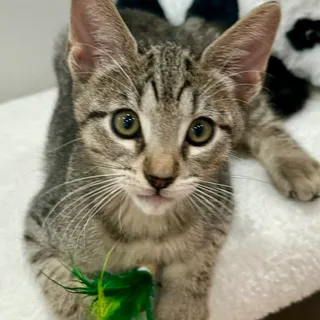 Photo of Baby Male Domestic Short Hair