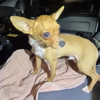 Photo of Young Male Chihuahua