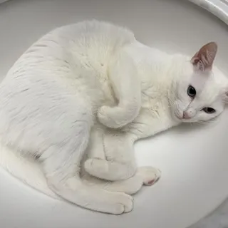 Photo of Adult Female Domestic Short Hair
