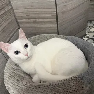Photo of Adult Female Domestic Short Hair