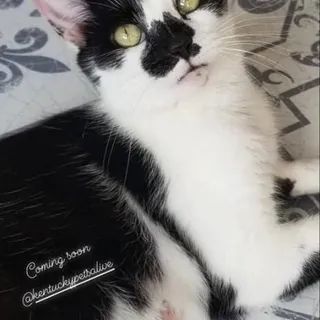Photo of Adult Female Domestic Short Hair