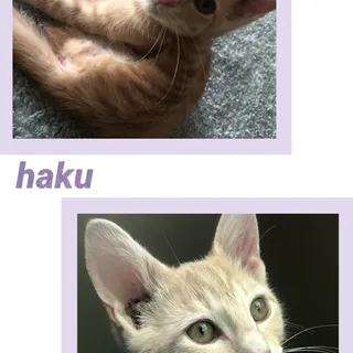 Photo of Baby Male Tabby