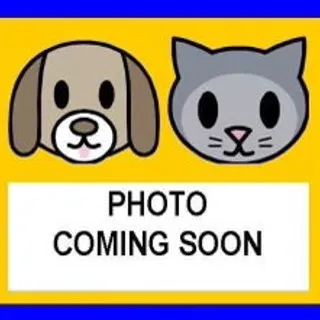 Photo of Adult Male American Staffordshire Terrier