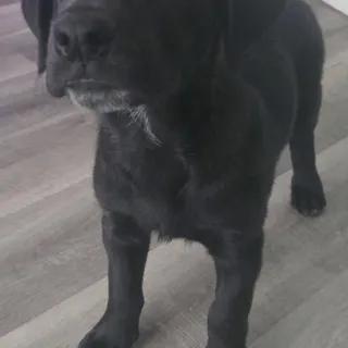 Photo of Baby Male Labrador Retriever
