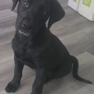 Photo of Baby Male Labrador Retriever