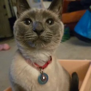 Photo of Adult Female Applehead Siamese Blue Point