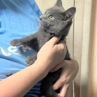 Photo of Baby Male Domestic Short Hair