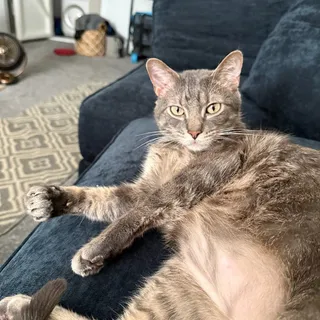 Photo of Adult Male Domestic Short Hair