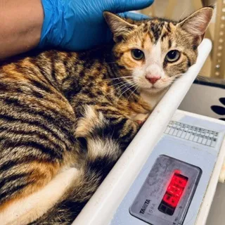 Photo of Young Female Domestic Short Hair
