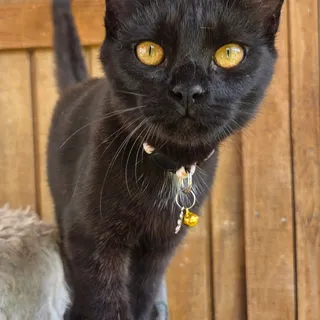 Photo of Young Female Bombay