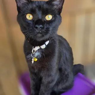 Photo of Young Female Bombay