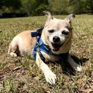 Photo of Senior Female Chihuahua
