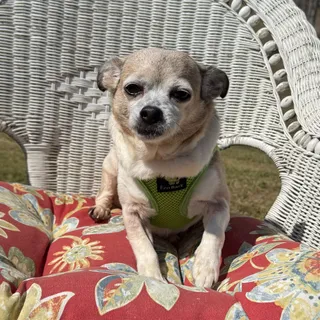 Photo of Senior Female Chihuahua