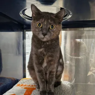 Photo of Young Female Domestic Short Hair