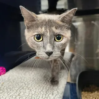 Photo of Young Female Domestic Short Hair