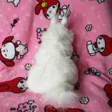Listing Photo Thumb #4