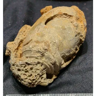 Photo of Fossilized Seashell Specimen Natural Form (14.4oz)