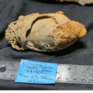 Photo of Fossilized Seashell Specimen Natural Form (14.4oz)