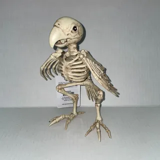 Photo of MARGARITAVILLE DEAD PARROT HEAD BIRD SKELETON BONES PROP HALLOWEEN DECORATION