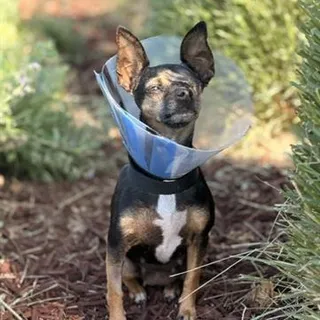 Photo of Adult Female Chihuahua