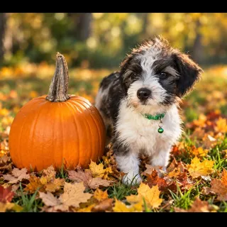 Photo of Baby Female Terrier